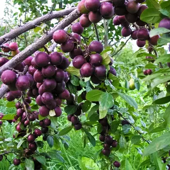 Сливово-вишневый гибрид Опата