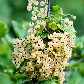 Смородина белая самоплодная Беляна
