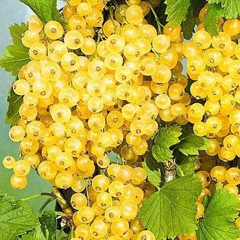 Смородина желтая Императорская