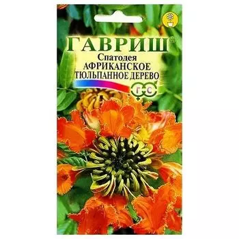 Спатодея Африканское тюльпанное дерево Гавриш