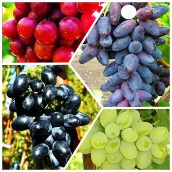 Сверхвыгода! Комплект бессемянного винограда "Сочный квартет" из 4 сортов
