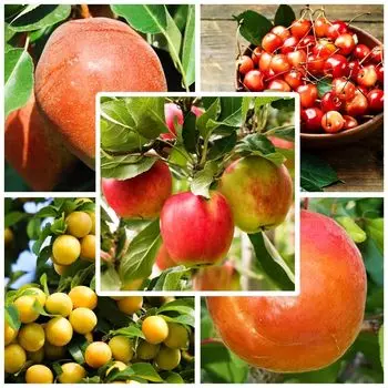 Сверхвыгода! Комплект деревьев "Фруктовый сад для средней полосы" из 5 сортов