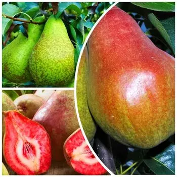 Сверхвыгода! Комплект груш "Трио" из 3 сортов