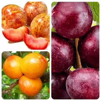 Сверхвыгода! Комплект "Экзотическая сладость" из 3 сортов