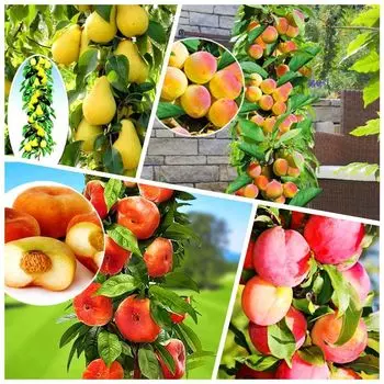 Сверхвыгода! Комплект колоновидных деревьев "Для урожая в квартире" из 4 сортов