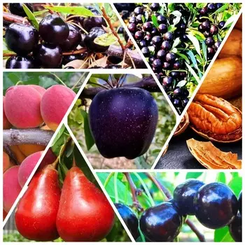 Сверхвыгода! Комплект неприхотливых плодовых деревьев "Урожай без ухода" из 7 сортов