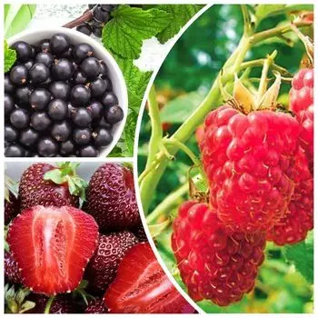 Сверхвыгода! Комплект ягодных культур "Для любимых внуков" из 3 сортов