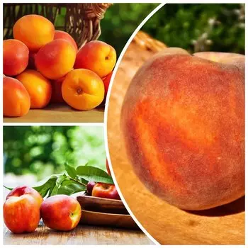 Сверхвыгода! Комплект "Северный плодовитый" из 3 сортов