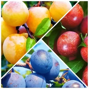Сверхвыгода! Комплект "Сливовый нектар" из 3 сортов