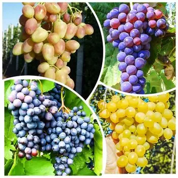 Сверхвыгода! Комплект винограда "Зимует без укрытия" из 4 сортов