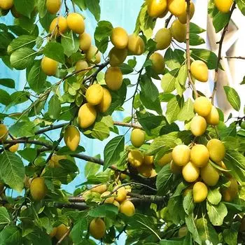 Тернослив Абрикосовый