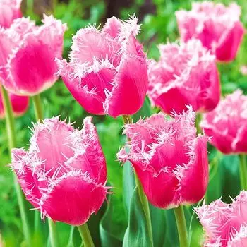 Тюльпан бахромчатый Кашарель