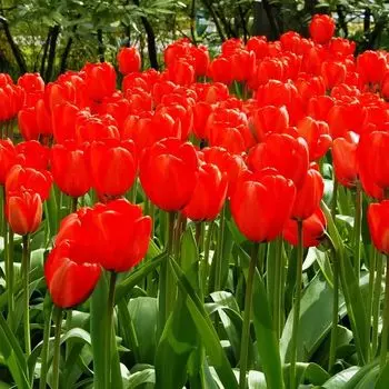 Тюльпан Дарвина Ред Импрешн
