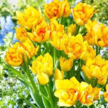 Тюльпан многоцветковый Акилла