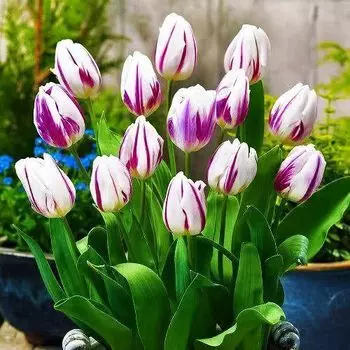 Тюльпан Триумф Флэминг Флаг