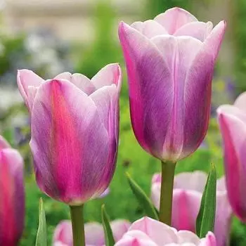 Тюльпан Триумф Мистресс Мистик