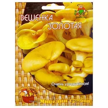 Вешенка Золотая Поиск
