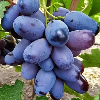 Виноград Алвика