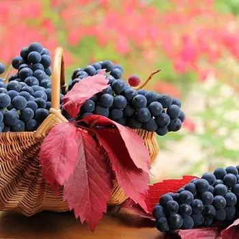 Виноград Изабелла