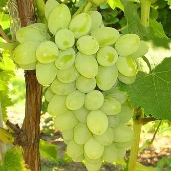 Виноград сверхранний Кишмиш Нептун