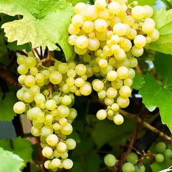 Виноград для средней полосы Московский устойчивый