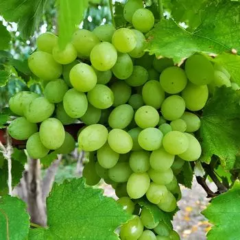 Виноград неукрывной сладкий Таежный изумруд