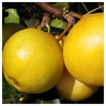 Яблоко-груша Олимпик