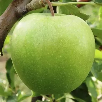 Яблоня Гренни Смит