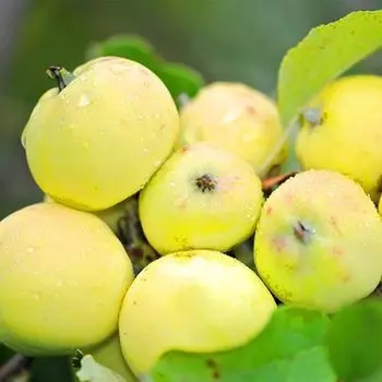 Яблоня Китайка золотая ранняя