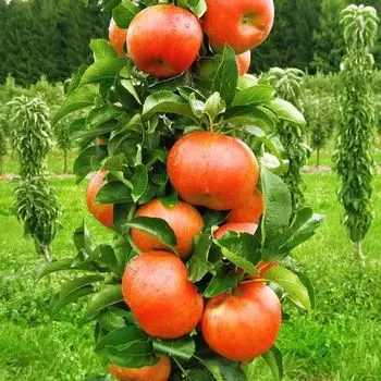 Яблоня колоновидная Баргузин