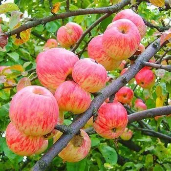 Яблоня Мелба