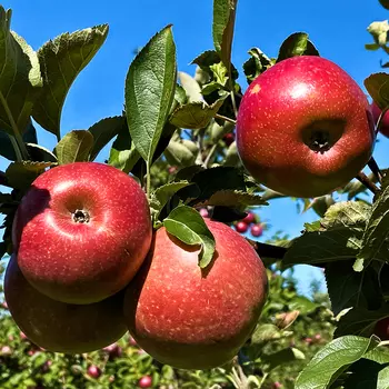 Яблоня морозоустойчивая Супер Мелред