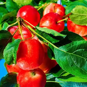 Яблоня райские яблочки Сибирский сувенир