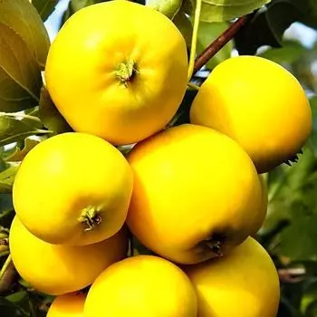 Яблоня Уральское наливное