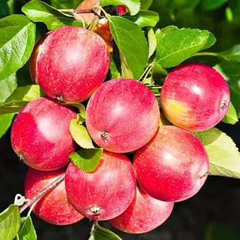 Яблоня зимостойкая Солнцедар