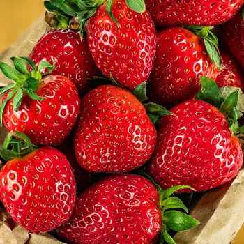 Земляника крупноплодная для дождливого лета Мариека, 5 саж.