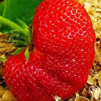 Земляника крупноплодная Хуми Гранде, 5 саж.