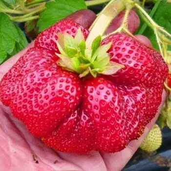 Земляника крупноплодная Камрад Победитель, 5 саж.