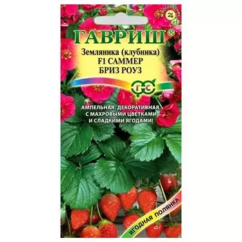 Земляника крупноплодная ремонтантная Саммер Бриз Роуз F1 Гавриш