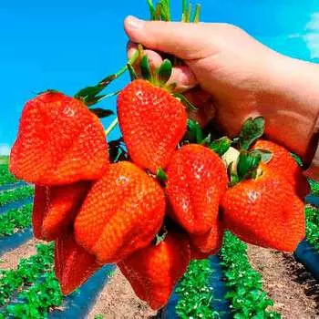 Земляника ремонтантная (крупноплодная) Альбион, 5 саж.