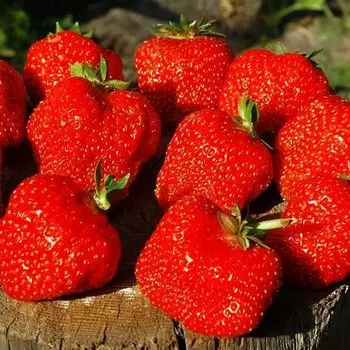 Земляника ремонтантная (крупноплодная) Королева Елизавета, 5 саж.