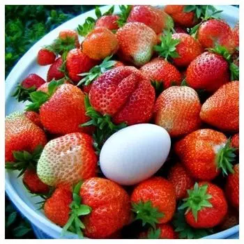 Земляника ремонтантная (крупноплодная) Мадам Муто, 5 саж.