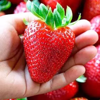 Земляника ремонтантная (крупноплодная) Монтерей, 5 саж.