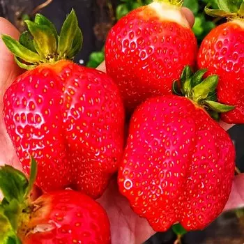 Земляника ремонтантная (крупноплодная) Нагаока, 5 саж.