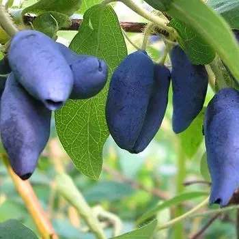 Жимолость Сердце Гиганта