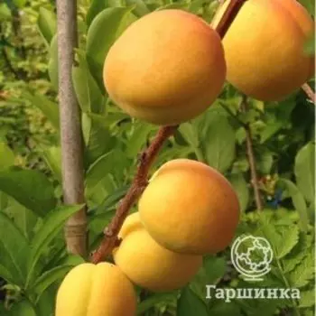 Абрикос Ананасный самоплодный