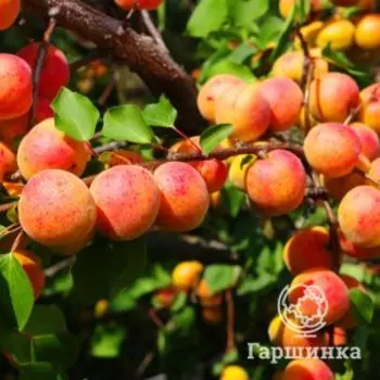 Абрикос Графиня