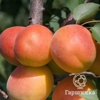 Абрикос Красный партизан самоплодный