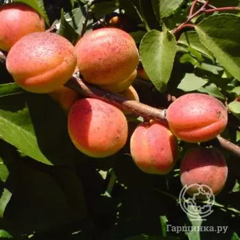 Абрикос сеяный Алеша