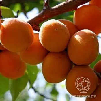 Абрикос сеяный Компотный